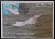 Chinese White Dolphin 2019 Underwater World Of Hong Kong OPCF Postcard Type A - Maximumkaarten