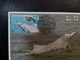 Chinese White Dolphin 2019 Underwater World Of Hong Kong OPCF Postcard Type A - Cartes-maximum