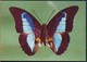 °°° 19183 - MARIPOSAS DE VENEZUELA - PREPONA OMPHALE °°° - Venezuela