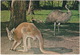 RED KANGAROO And EMU - Western Port - (Australia) - 1977 - Mornington Peninsula