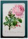 Ancienne Image : Amitié - Rose En Découpis - 1886 - Fleurs