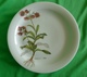 Vintage Germany Tirschenreuth Bavaria Collector White Plate Chimapila Umbellata - Altri & Non Classificati