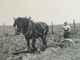 ANCIENNE TECHNIQUE AGRICOLE LABOURAGE CHAMP CHEVAL DE TRAIT HOMME FERMIER MÉTIER MILITAIRE ? BELGIQUE 7 PHOTOS - Métiers