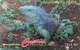 ILES CAYMAN  -  Phonecard  -  Cabble & Wirelees  -  Grand Cayman Iguana  -  CI $ 10 - Iles Cayman