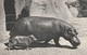 Rare Cpa Hippopotames - Hippopotamuses