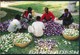 °°° 20461 - BANGLADESH - WORKERS ARE SORTING GREEN VEGETABLES - 1999 °°° - Bangladesh