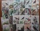 Birds. Set Of 23 Postcards. - Birds