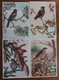 Birds. Set Of 23 Postcards. - Birds