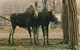GRANBY , Quebec , Canada , 50-60s ; Moose In Zoo - Granby