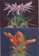 LOT 8 CPM - THEME CACTUS - FLEUR DE CACTUS - Cactus