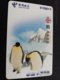 CHINA    PINGUIN      CARD Used **1163** - China
