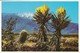 AK Spanish Bayonet   (48829) - Cactusses