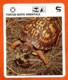 TORTUE BOITE ORIENTALE  Reptiles Animal Fiche Illustree Documentée - Animales