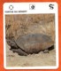 TORTUE DU DESERT  Reptiles Animal Fiche Illustree Documentée - Animales