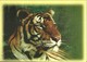 7304 " THAILAND  WILD ANIMALS 6th SERIES"- 3 THAILAND POSTCARD - Thaïlande