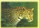 7304 " THAILAND  WILD ANIMALS 6th SERIES"- 3 THAILAND POSTCARD - Thaïlande