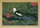 7305 " THAILAND  WATERFOWLS"- 4 THAILAND POSTCARD - Thaïlande