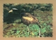 7305 " THAILAND  WATERFOWLS"- 4 THAILAND POSTCARD - Thaïlande