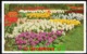 LISSE Keukenhof 1956 - Lisse