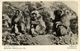 Gibraltar, Rock Monkeys (1945) RPPC Postcard Censor Cancel - Gibilterra