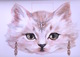 Delcampe - Cut And Make Cat Masks By Evelyn Gathings Dover USA  (Masques à Habiller) - Activités/ Livres à Colorier