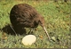 New Zealand & Marcofilia, Kiwi And Egg, Queenstown To Gotemburgo Suécia 1991 (661) - Lettres & Documents