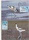 2018 Taiwan R.O.CHINA -Maximum Card.- Birds Of Taiwan (4Pcs.) - Cartes-maximum