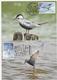 2018 Taiwan R.O.CHINA -Maximum Card.- Birds Of Taiwan (4Pcs.) - Cartes-maximum