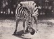 Cpsm 10x15. ZEBRE  . Pub TRANSFUSINE - Zebra's