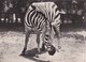 Cpsm 10x15. ZEBRE  . Pub TRANSFUSINE - Zebras
