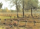 Deutscher Soldatenfriedhof - Lommel - Lommel