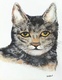 Rosemarie Khan Hillard (artist Torquay Devon GB) Cat Watercolor Painting(British Art Animal Kunst Katze Chat Peinture - Aquarelles