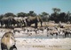 (ST072) - ETOSHA (Namibia) - Un Gruppo Di Animali Nel Parco Nazionale Di Namibia - Namibie