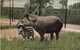 SOUTH AMERICAN  TAPIR AND YOUNG  NEW YORK ZOOLOGICAL PARK ZOO RV - Autres & Non Classés