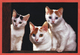 China, Cina, Chine; Gatti, Cat, Kittens, Chats, Katzen, Postal Stationery, Intero Postale, Prepaid Postcard - Domestic Cats