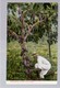 Costa Rica Harvesting 5 Year Old Cocoa Ca 1920 Old Postcard - Costa Rica