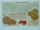 Munzen Coins 20  Pieces De Monaie  Nattionalflage  Drapeau Grossbritanien Und Irland La Grande Bretagne Et Irlande 1910 - Monnaies (représentations)