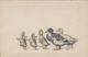 Illustrateurs - Famille Canards Et Cannetons - Précurseur - Avant 1900