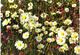 Delcampe - Lot 200- Thème - Fleur Plante -  Environ 120 Cartes - 100 - 499 Postales