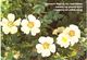 Delcampe - Lot 200- Thème - Fleur Plante -  Environ 120 Cartes - 100 - 499 Postcards