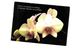 Delcampe - Lot 200- Thème - Fleur Plante -  Environ 120 Cartes - 100 - 499 Karten