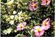 Delcampe - Lot 200- Thème - Fleur Plante -  Environ 120 Cartes - 100 - 499 Postales
