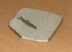 RARITÄT - FOSSIL … FISCH In STEIN, Wunderschönes Stück, 8 X 7 X 0,6 Cm - Fossilien