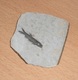 RARITÄT - FOSSIL … FISCH In STEIN, Wunderschönes Stück, 8 X 7 X 0,6 Cm - Fossilien