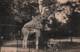 CPA - PARIS - JARDIN DES PLANTES - La GIRAFE - Edition I.P.M - Giraffes