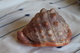 Coquillage Africain - Coquillages