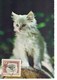 CARTE MAXIMUM  CHATS 1967 - Storia Postale