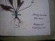 Old Herbarium Plantaginaceae 1927 - Altri & Non Classificati