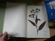 Old Herbarium Boraginaceae 1927 - Sonstige & Ohne Zuordnung