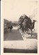 Photo 12.5 Par 8.5 Cm Caravane  A El Kantara 1952 - Other & Unclassified